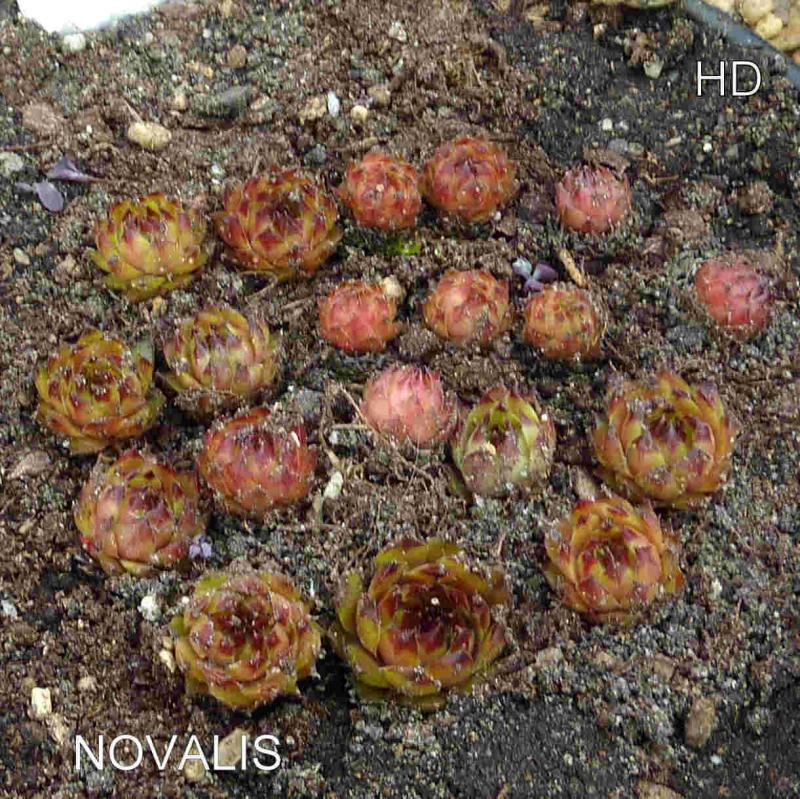Novalis