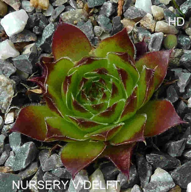 Nursery Van Delft / Jovi