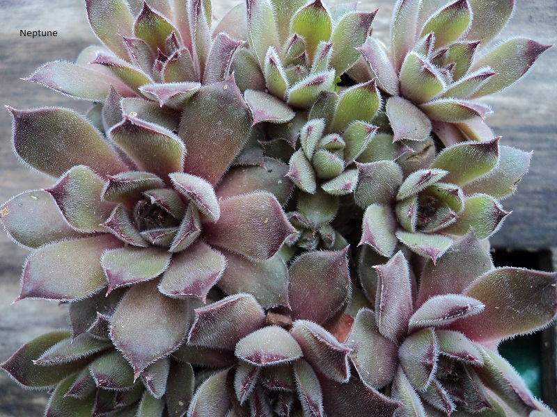 Neptune