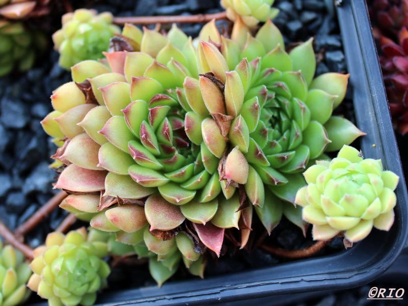 Hall's Variety