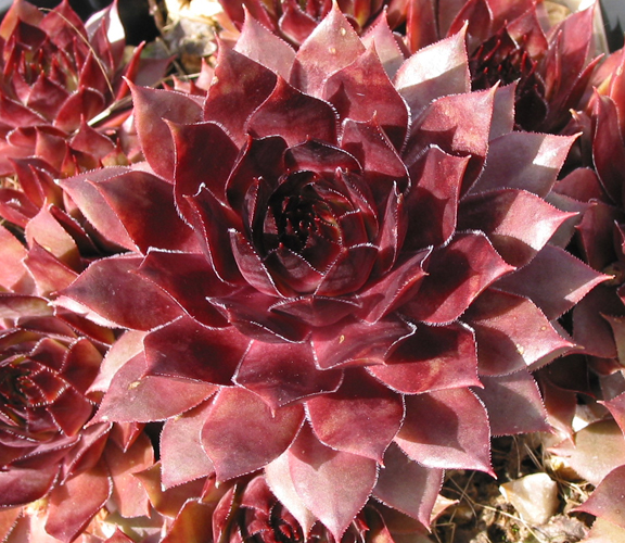 Hopi