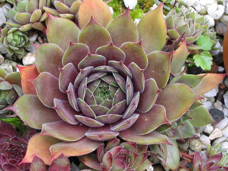 Hortulanus Smit