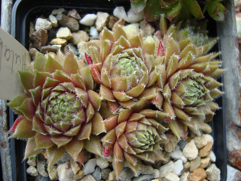 Hulabaloo