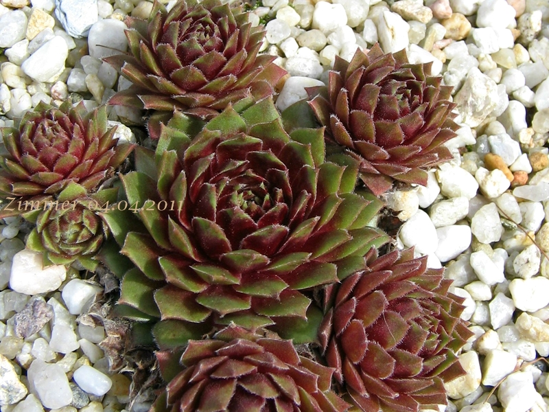 Heigham Red