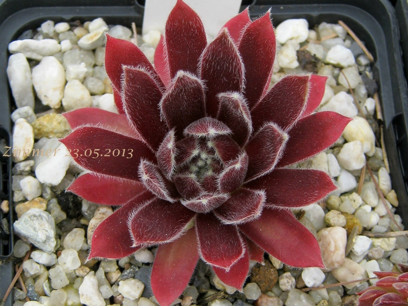 Nanja