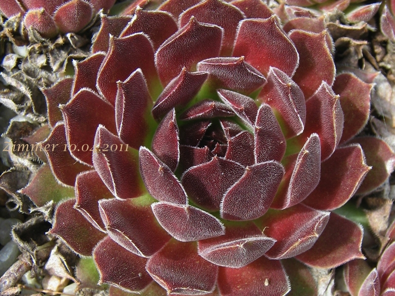Natalie ( II )