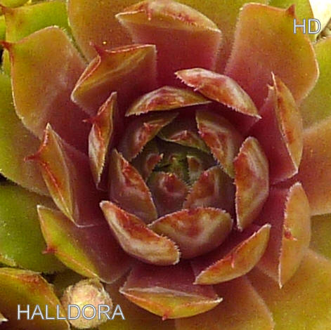 Halldora
