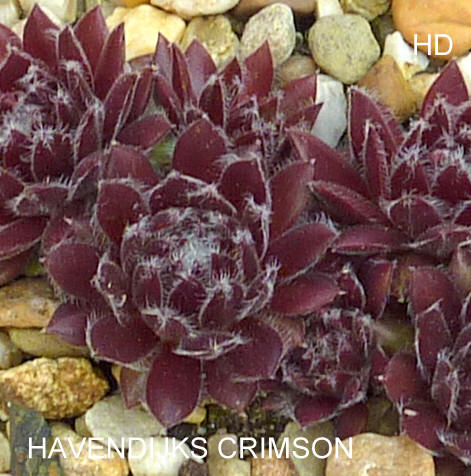 Havendijks Crimson