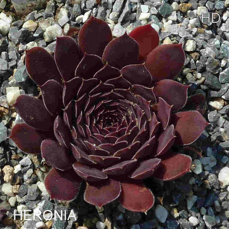 Heronia / Jovi