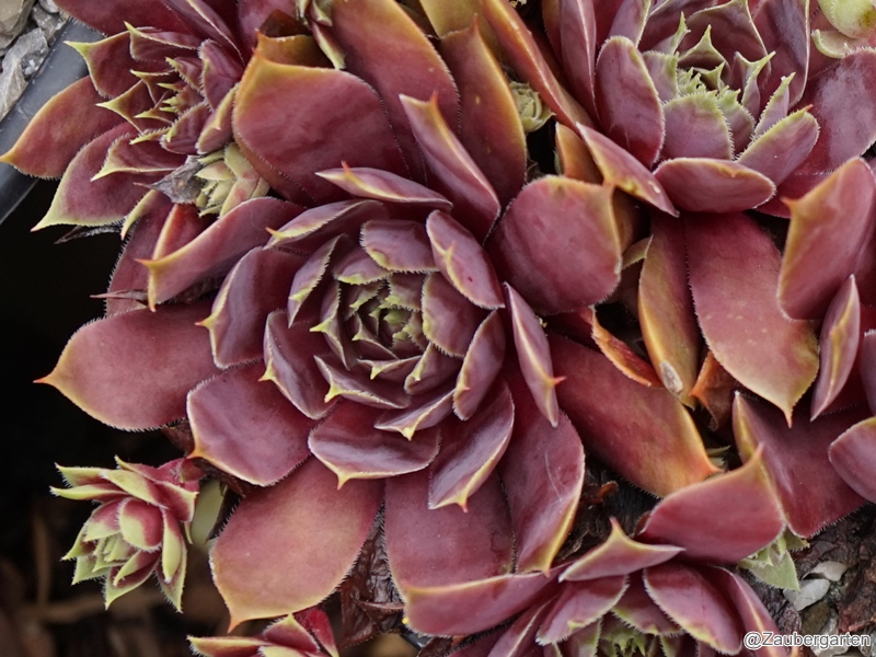 Herringer Rose