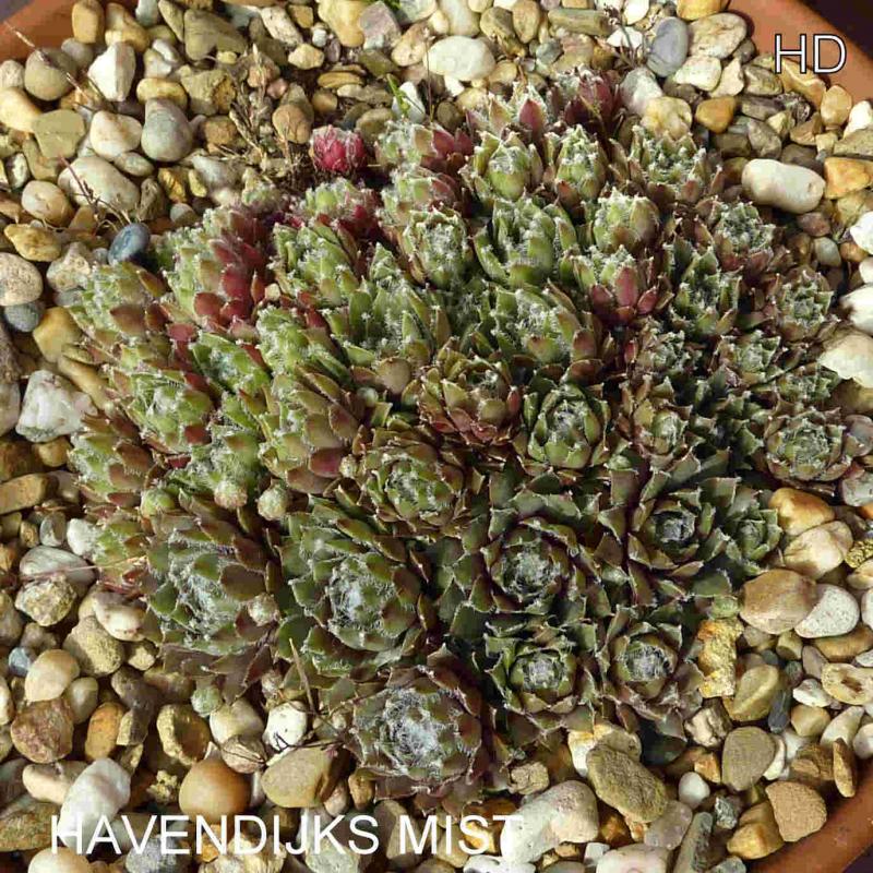Havendijks Mist