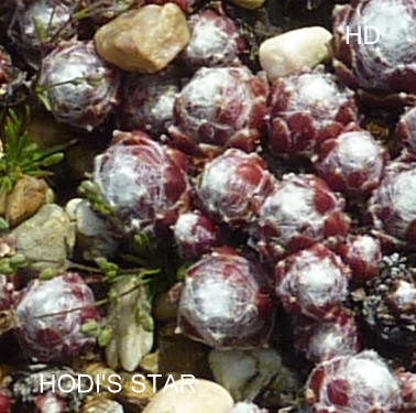 Hodi's Star