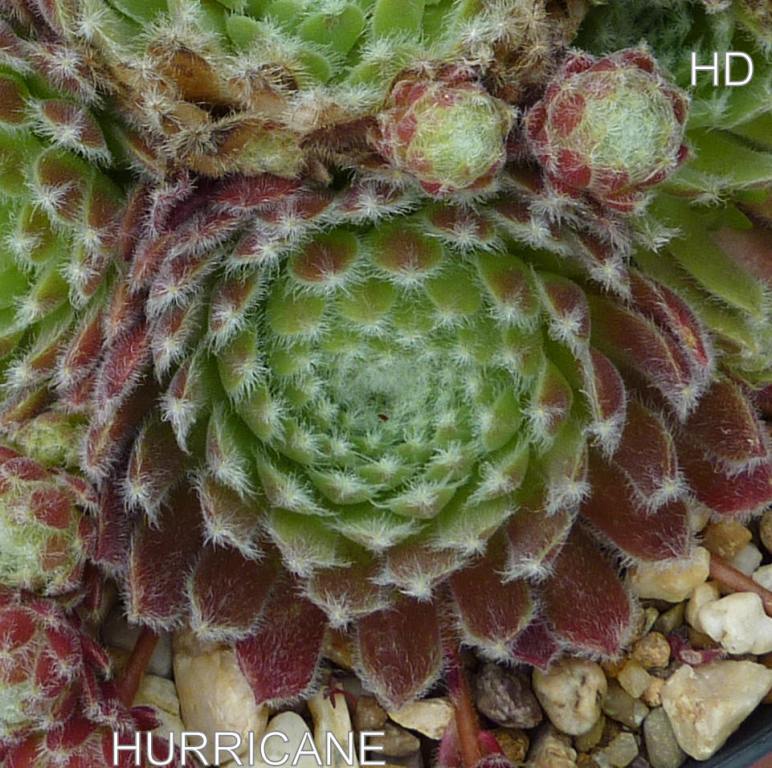 Hurricane