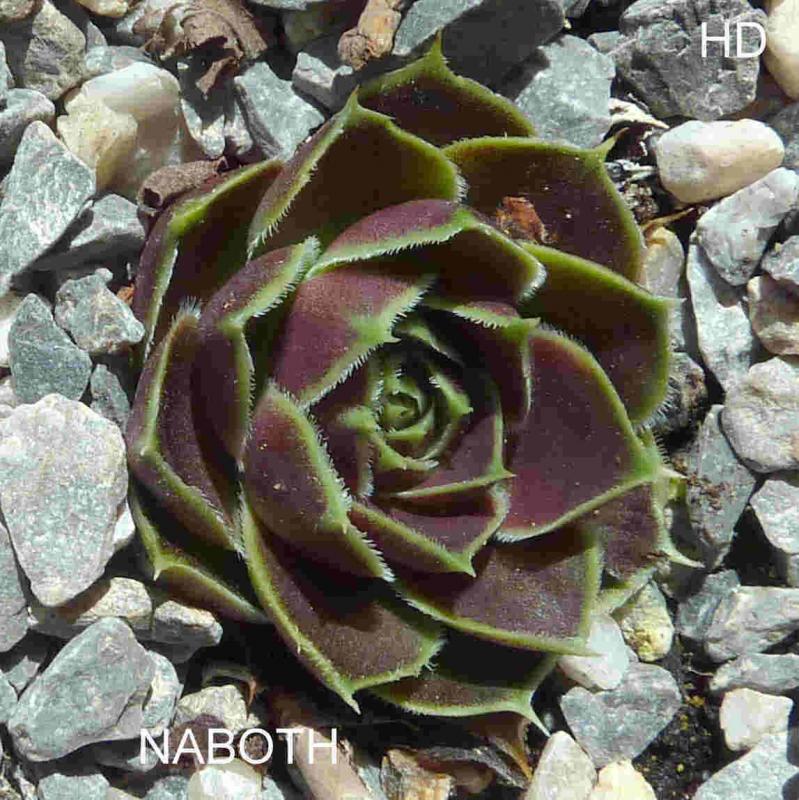 Naboth / Jovi