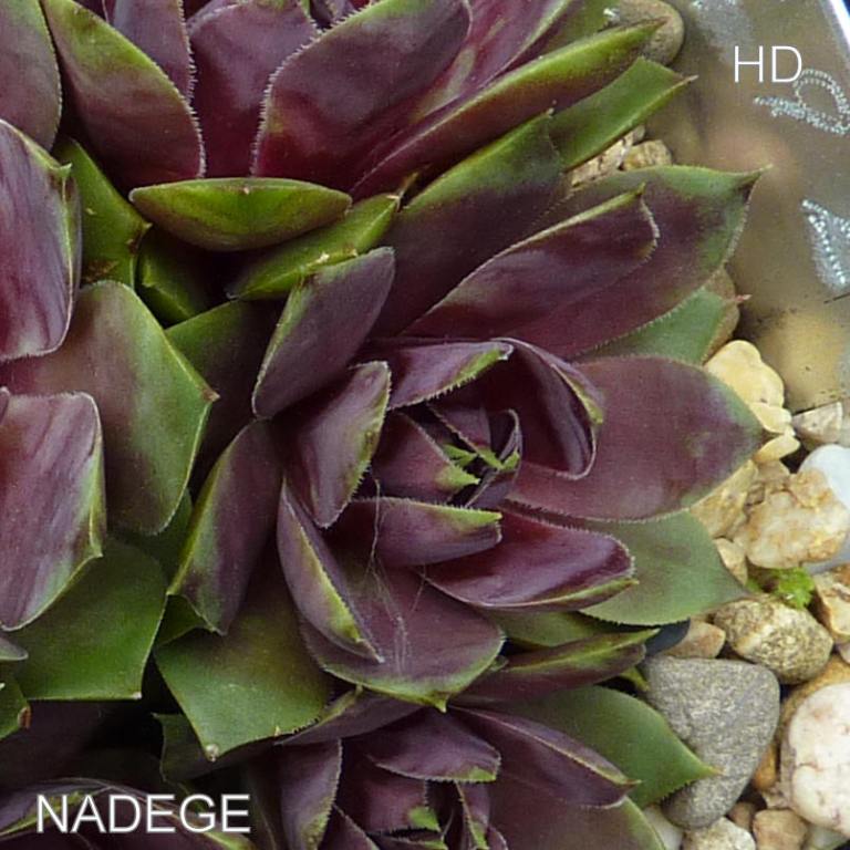 Nadege