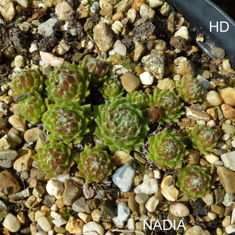 Nadia