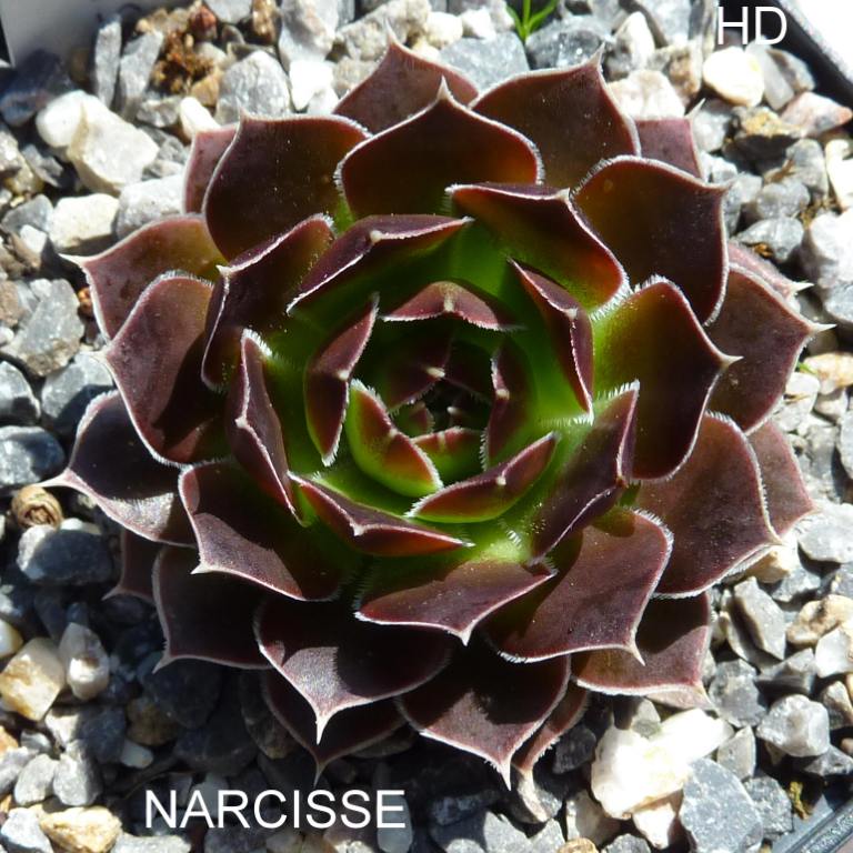 Narcisse / Jovi