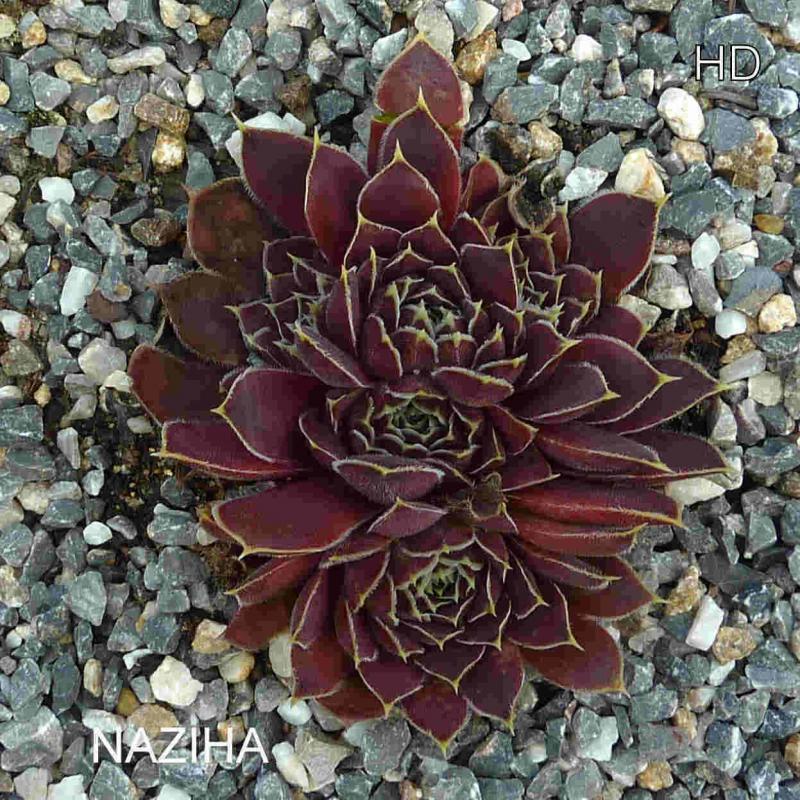 Naziha / Jovi