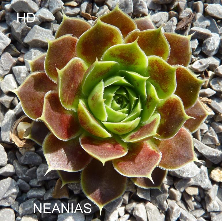 Neanias / Jovi