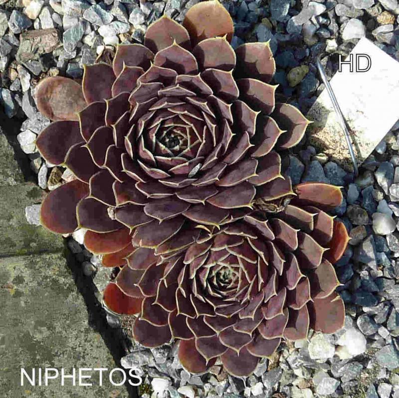 Niphetos / Jovi