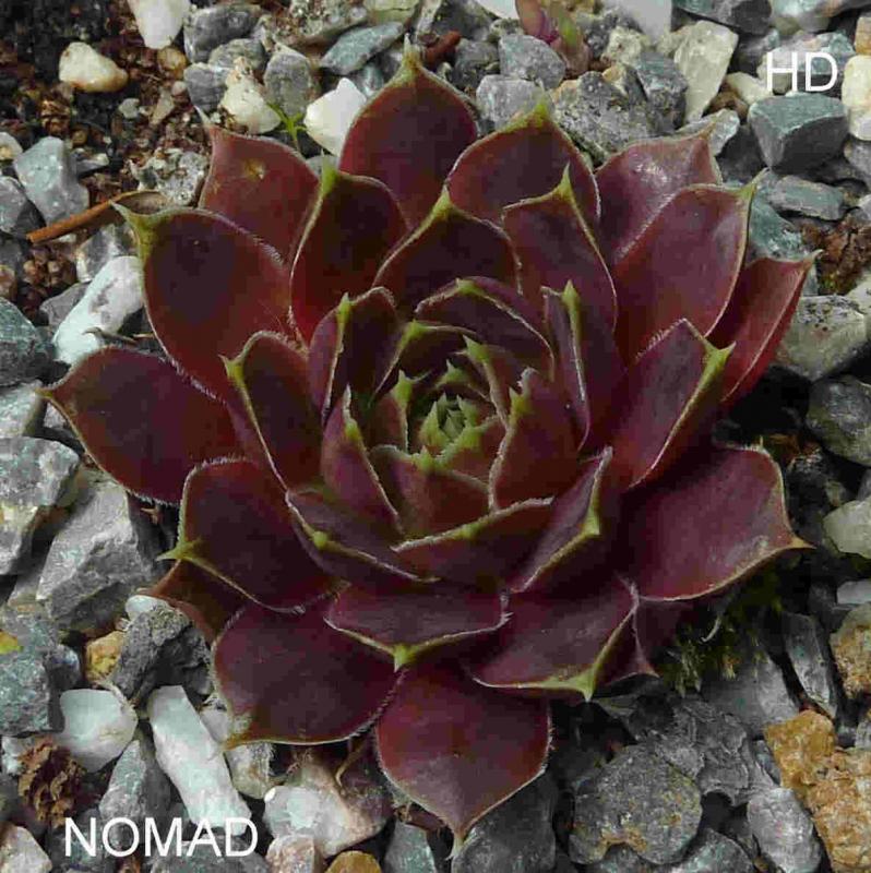 Nomad / Jovi
