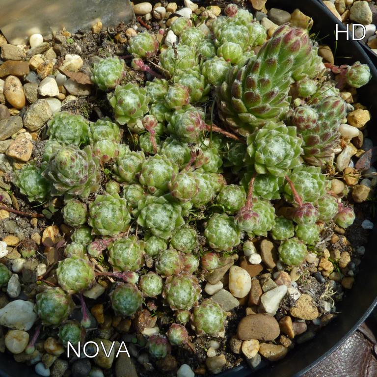 Nova