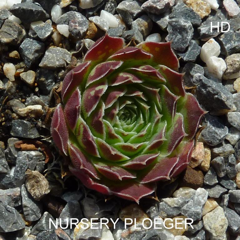 Nursery Ploeger / Jovi