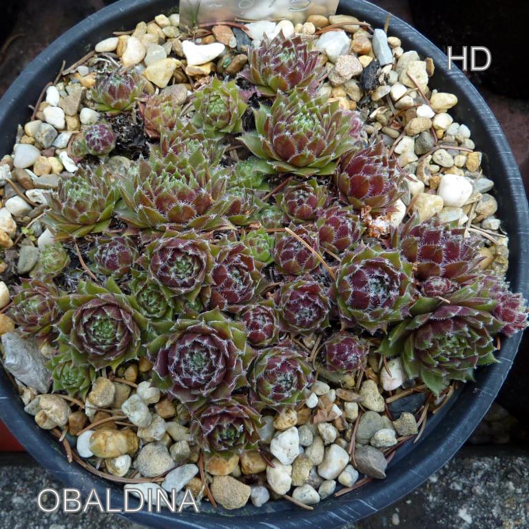 Obaldina