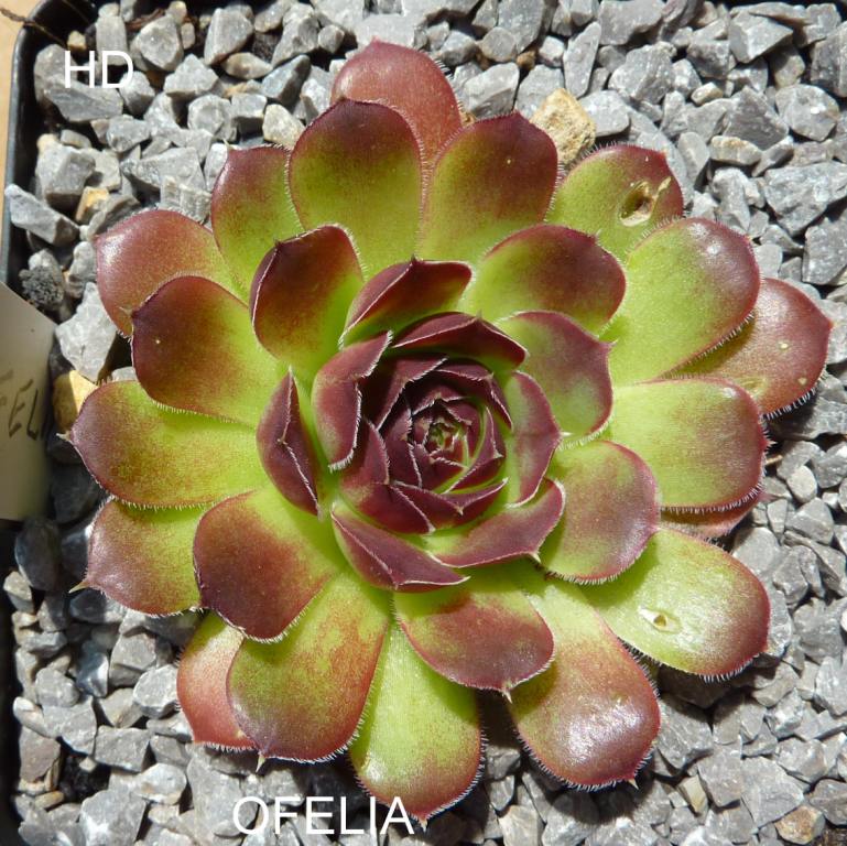 Ofelia / Jovi