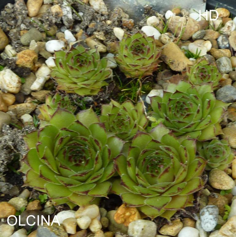 Olcina