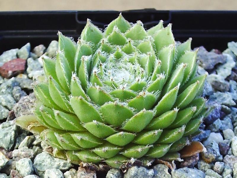 Haullauer's Seedling