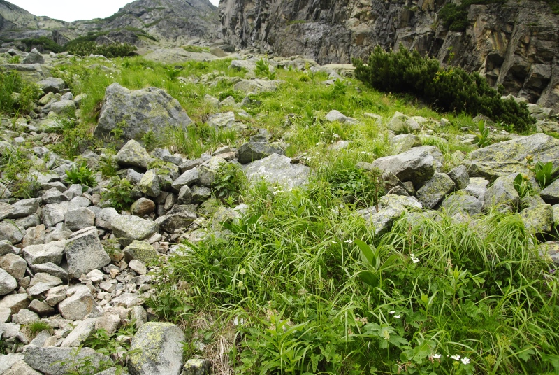 montanum ssp. carpathicum from Malý svah
