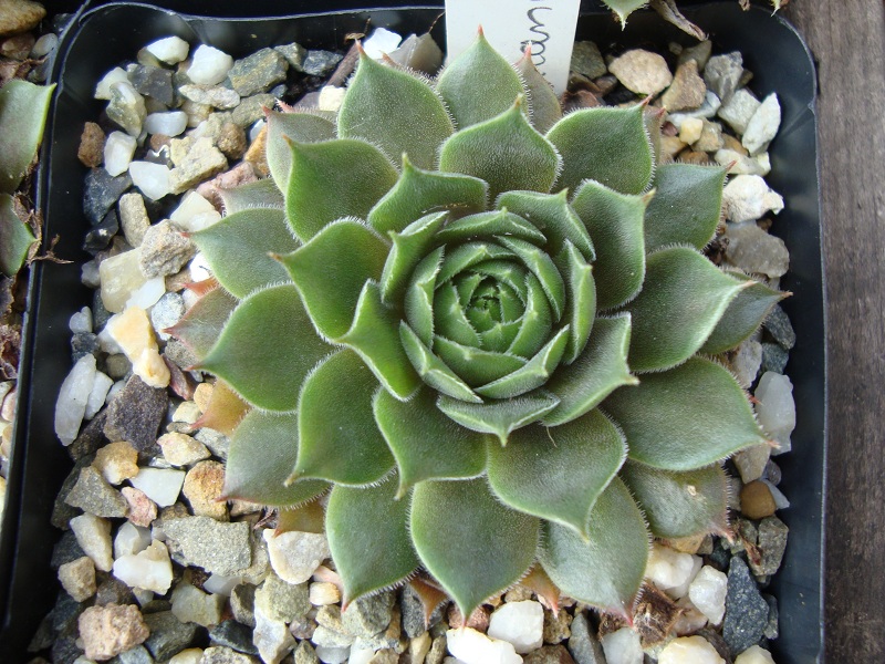 Hortulanus Smit