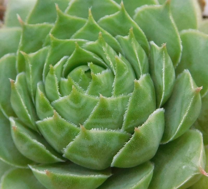 Haynaldii