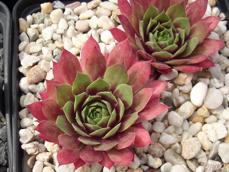 Hall's Variety