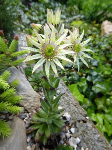 Nunatak