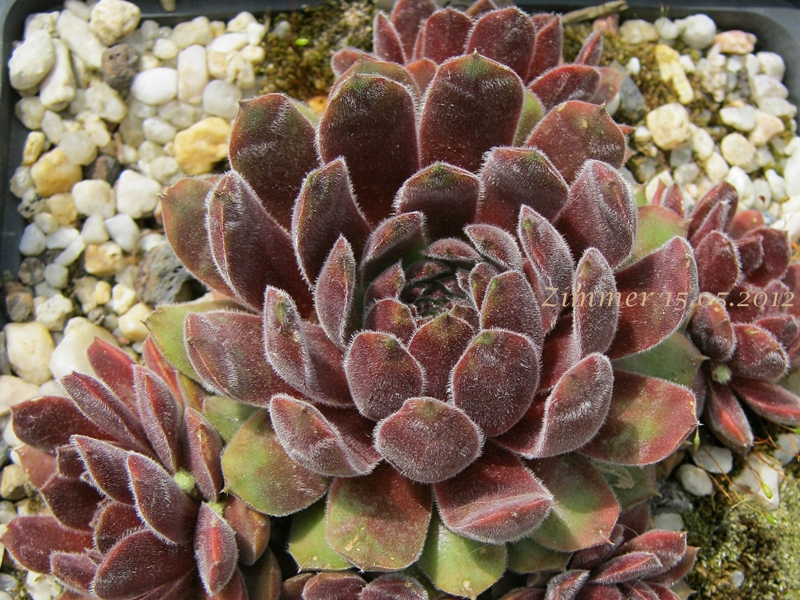 Niphetos
