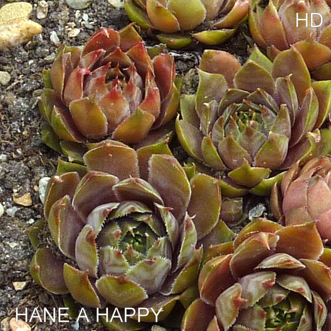 Hane a Happy