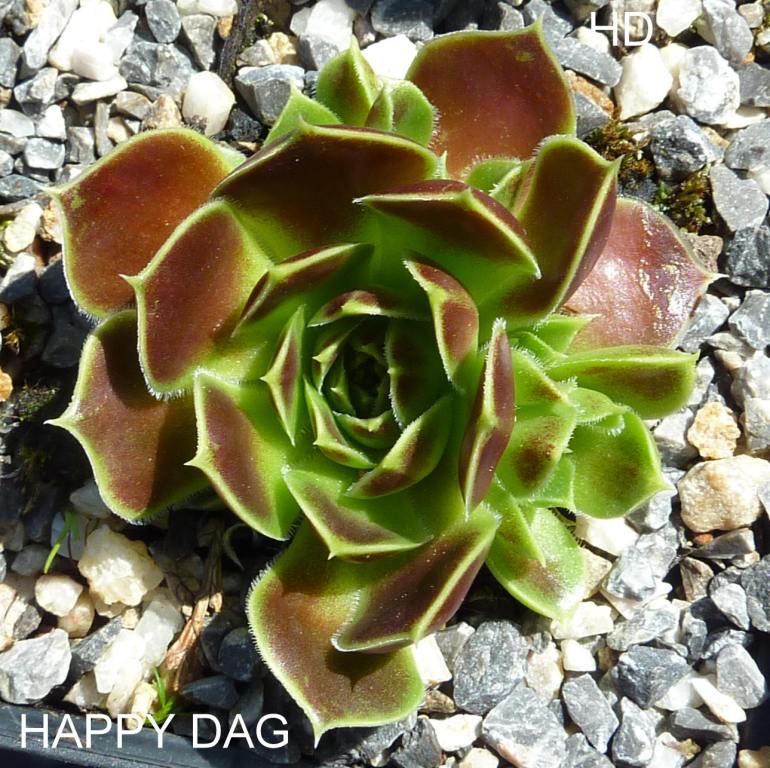 Happy Dag / Jovi
