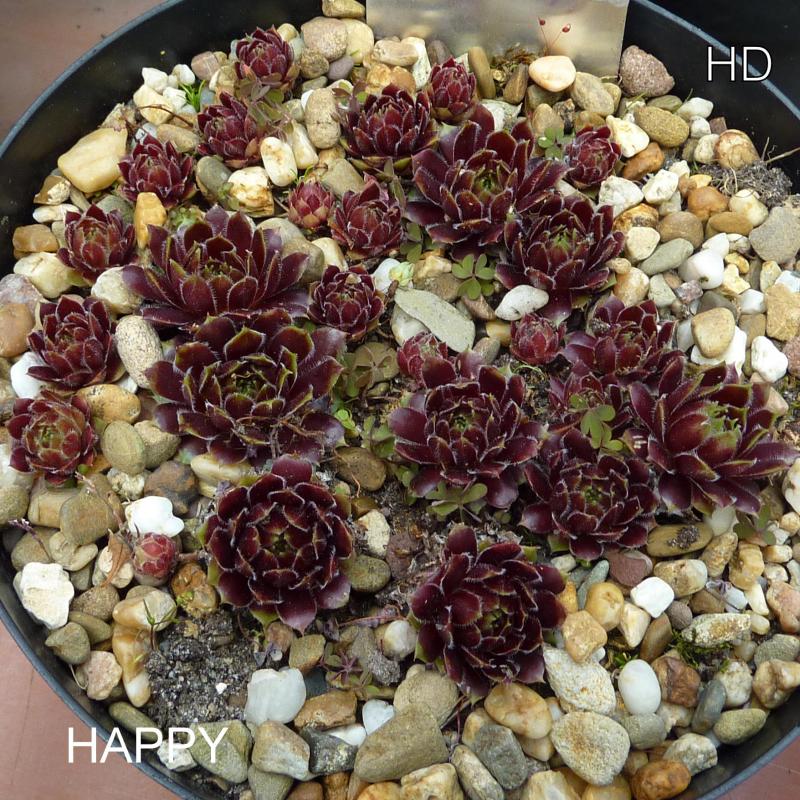 Happy