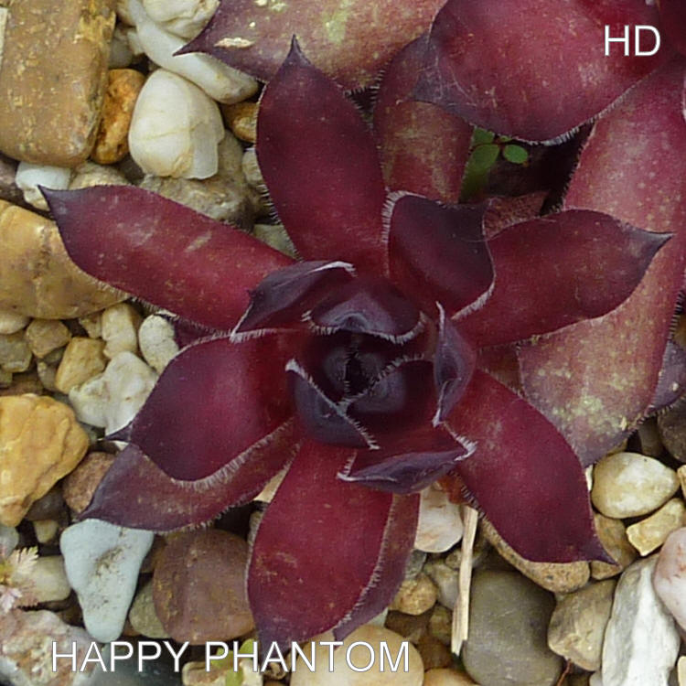 Happy Phantom