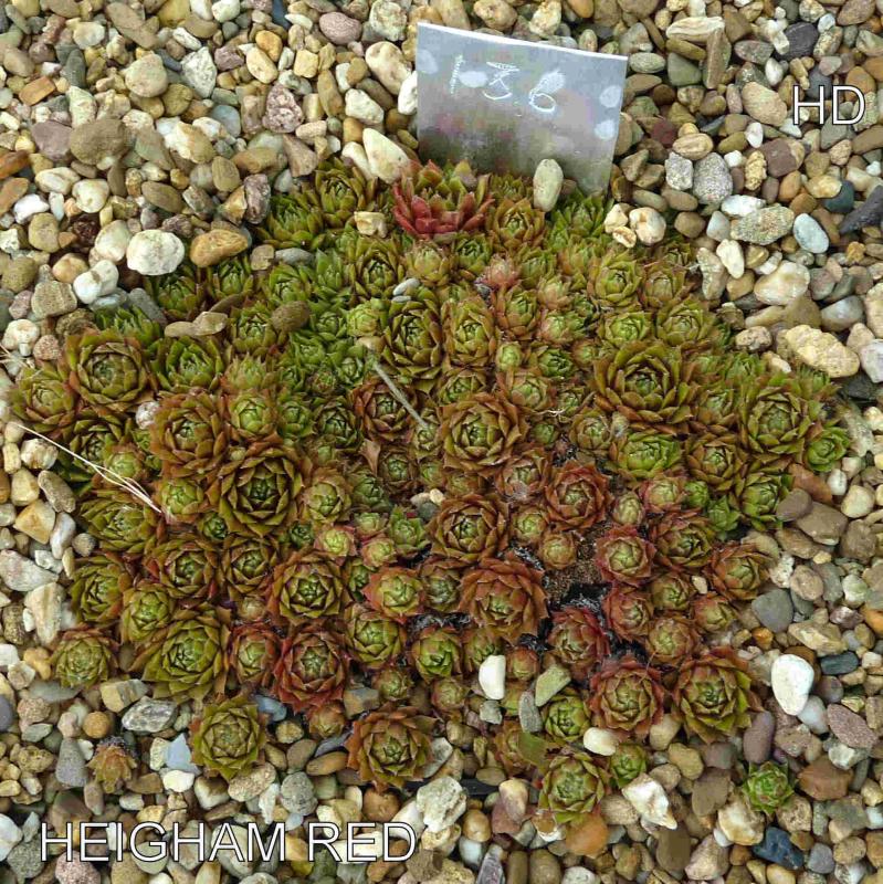 Heigham Red