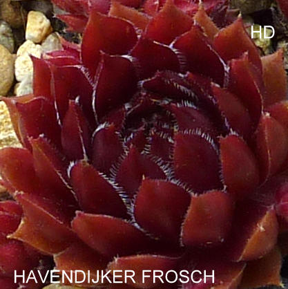Havendijker Frosch
