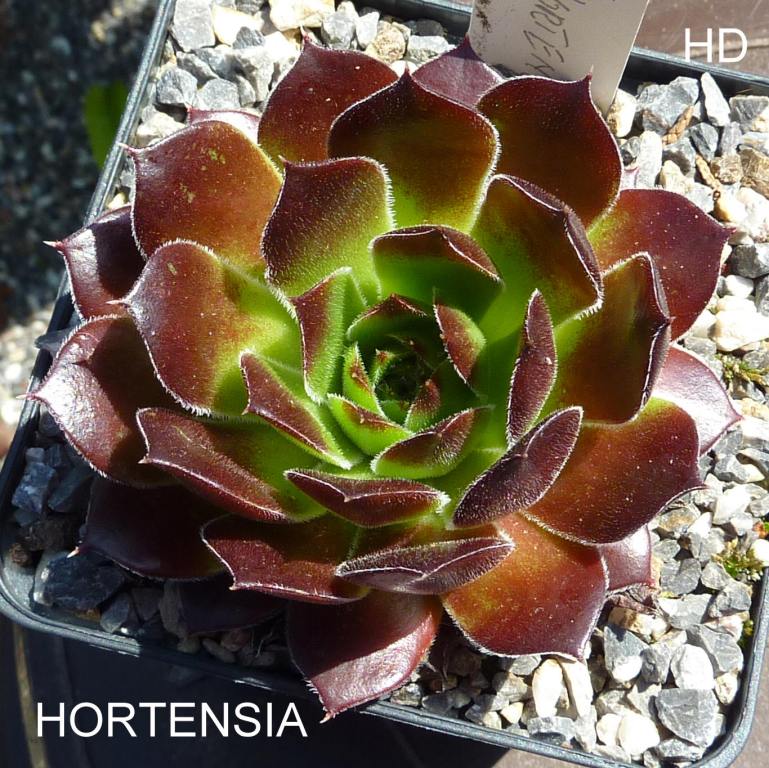 Hortensia / Jovi