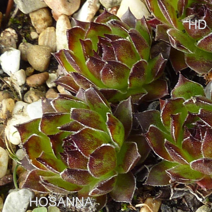 Hosanna