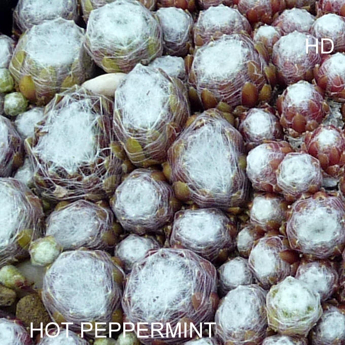 Hot Peppermint