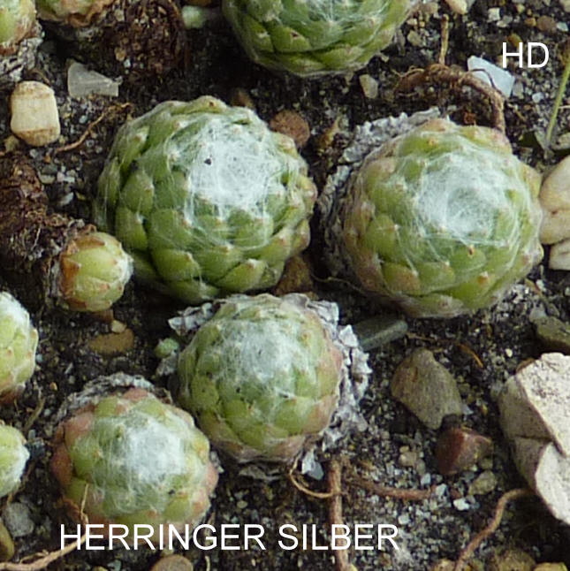 Herringer Silber