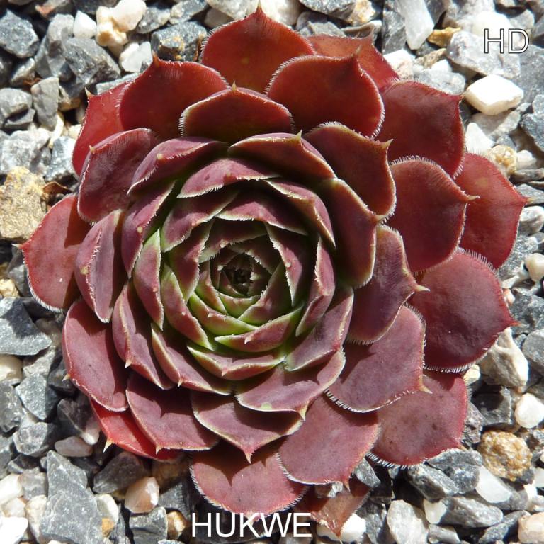 Hukwe / Jovi