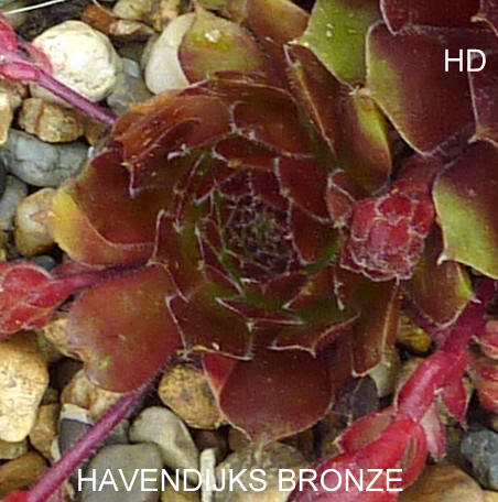 Havendijks Bronze