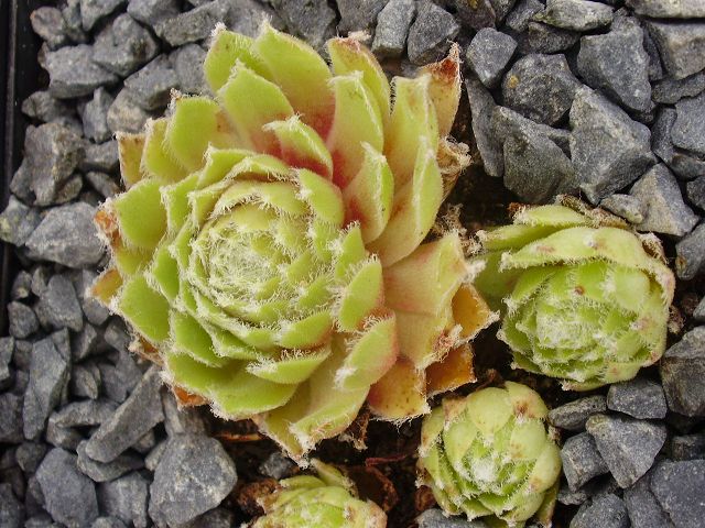 Haullauer's Seedling
